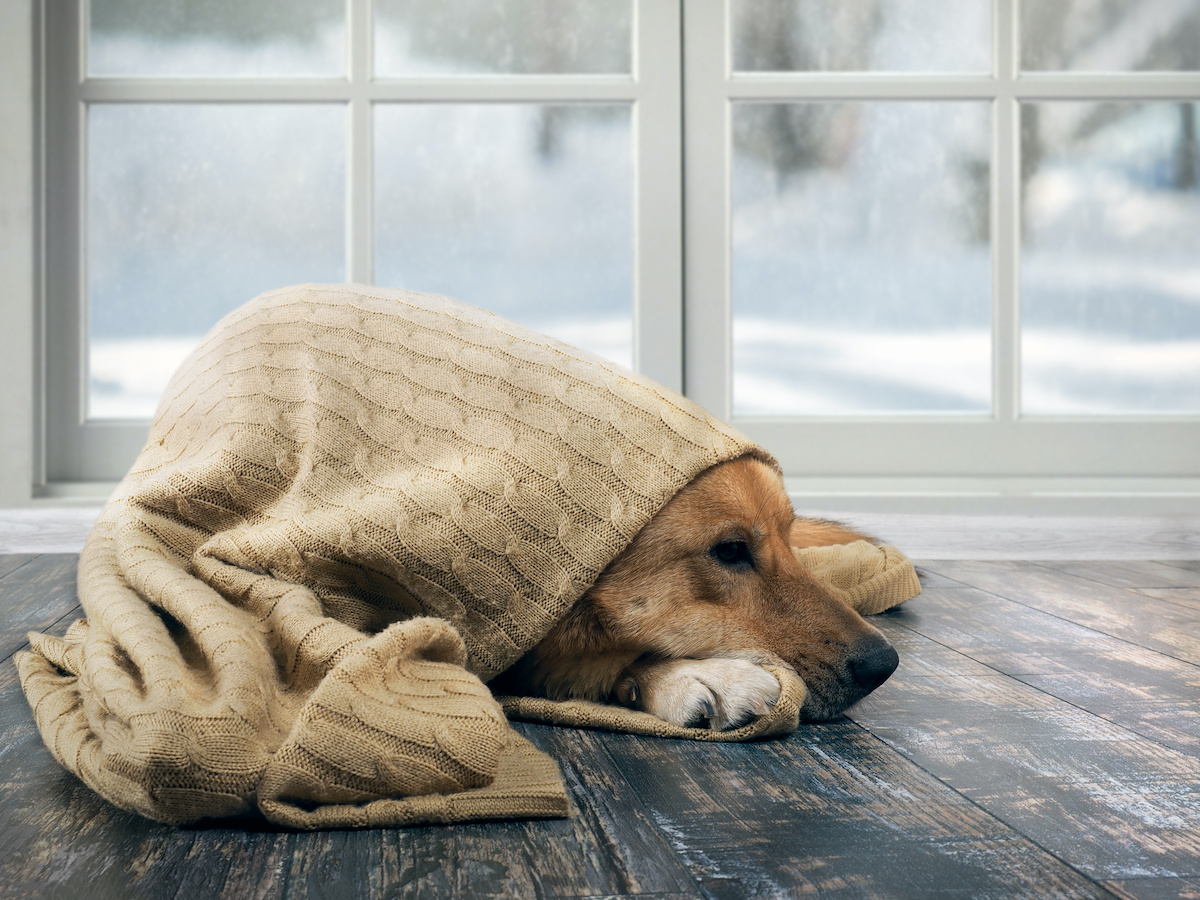 how to keep a dog outside warm