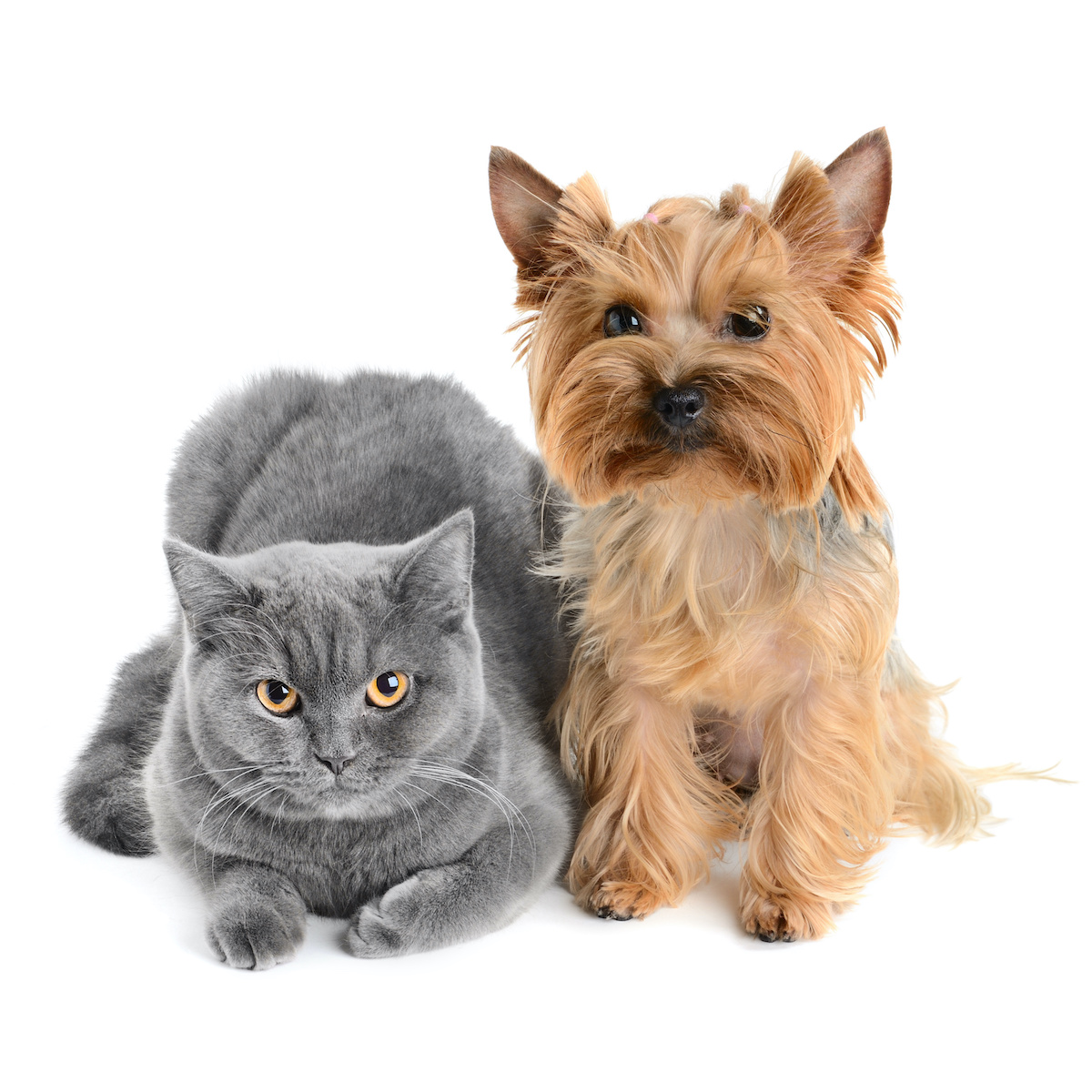 can a yorkshire terrier kill a cat