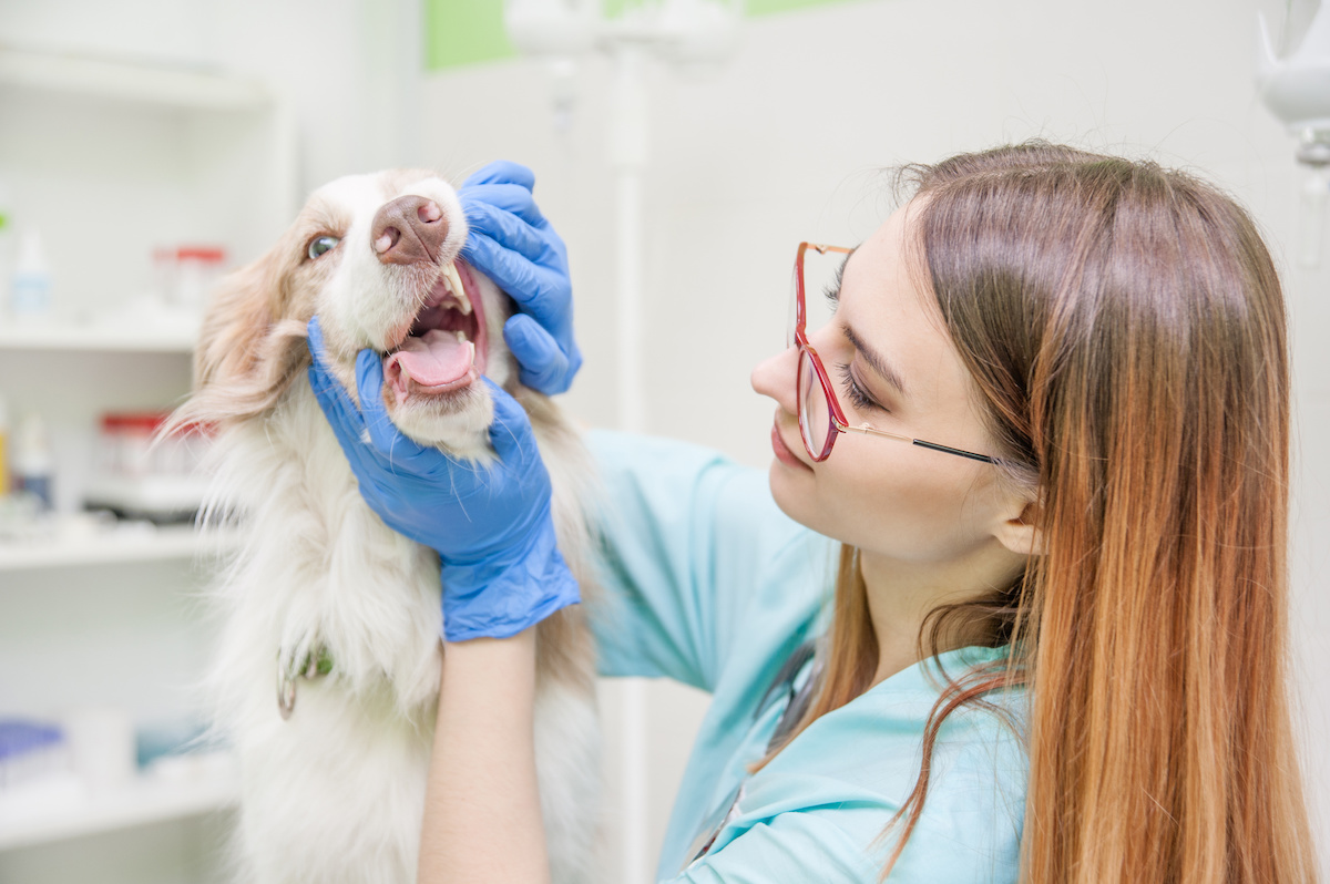 pet dental work