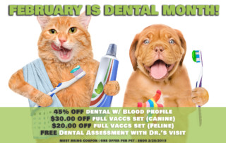 February is Dental Month