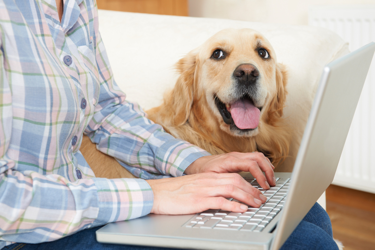 49 HQ Images National Pet Insurance Companies - Happy National Pet Health Insurance Month! | The ...