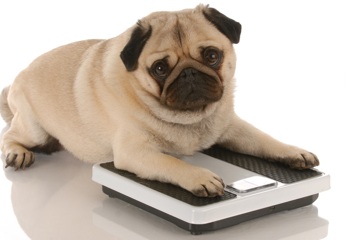 Is There Really Such a Thing as an Ideal Weight for Pets? - Vetstreet