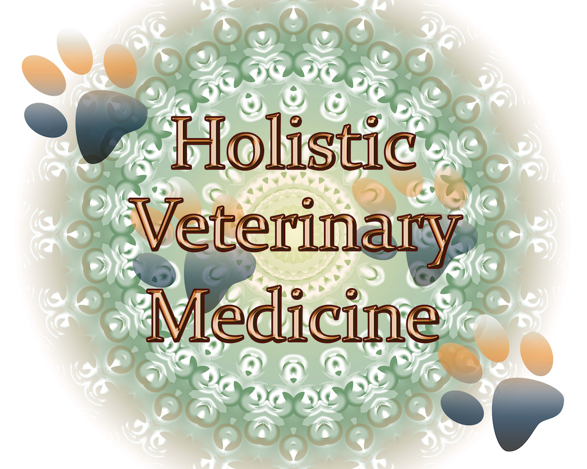 Everything You Need to Know About Holistic Vets Vs. Conventional Vets  
