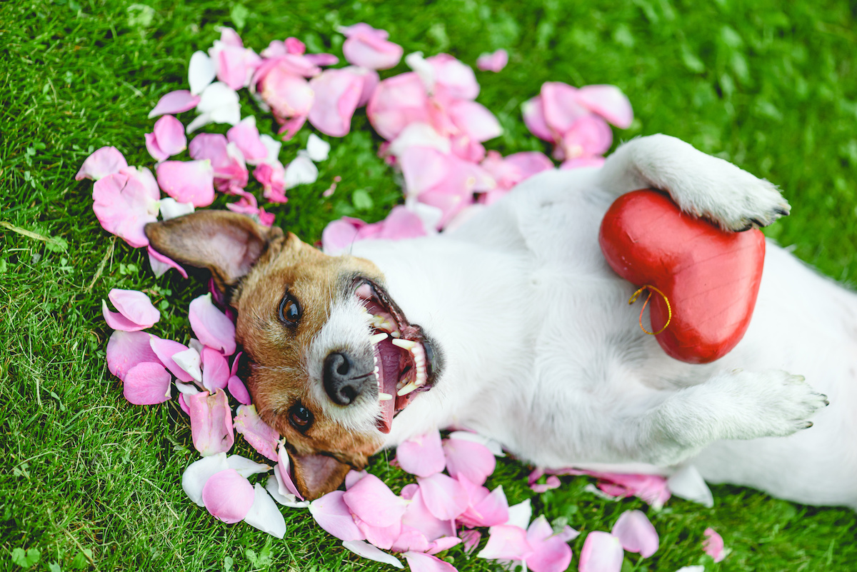 how do you care for a tenterfield terrier