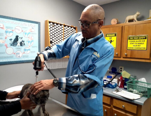 Is Veterinary Orthopedic Manipulation Right for Your Dog or Cat?