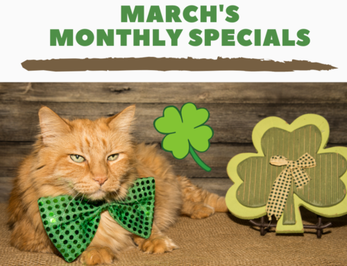 March’s Monthly Specials