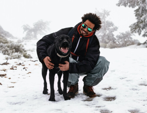 Tips to Keep Your Dog Warm and Healthy in Winter