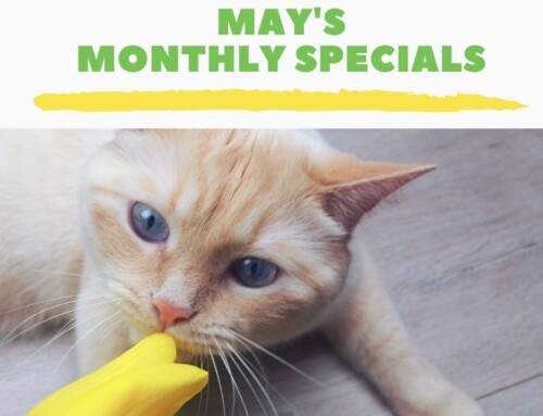 May’s Monthly Specials