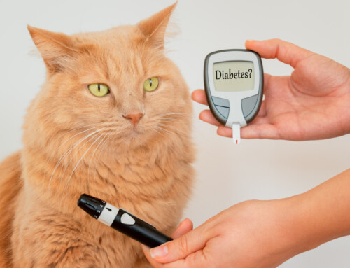 All About Pet Diabetes: Causes, Symptoms & More