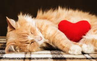 heart disease in pets