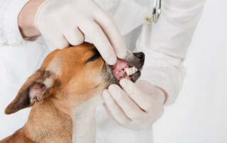 pet dental work