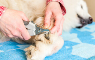 dog nail trimming