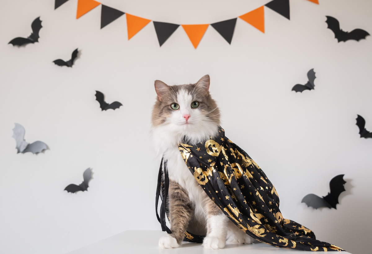 keep your pets safe on halloween