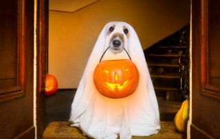 keep your pets safe on halloween