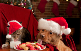 holidays with pets