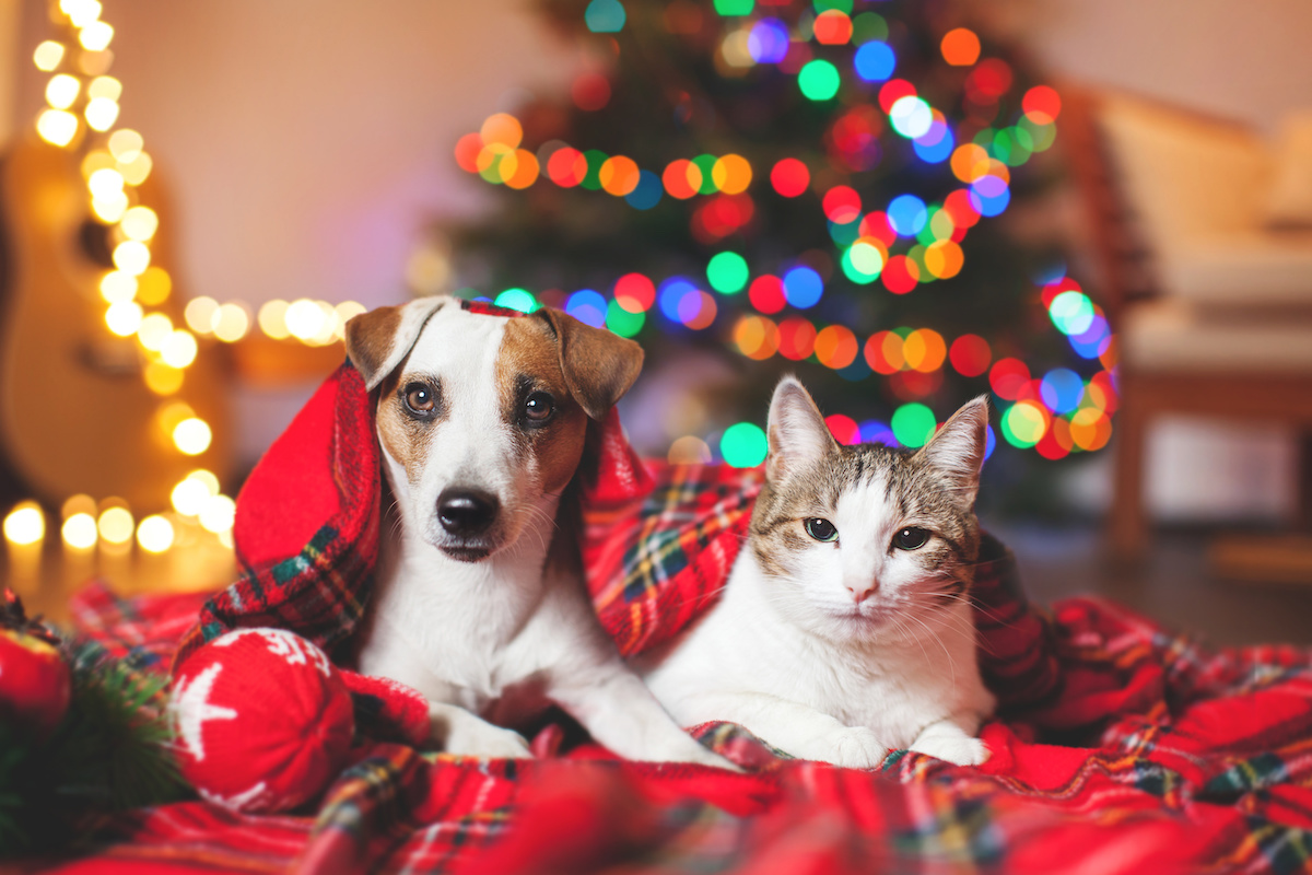 holidays with pets