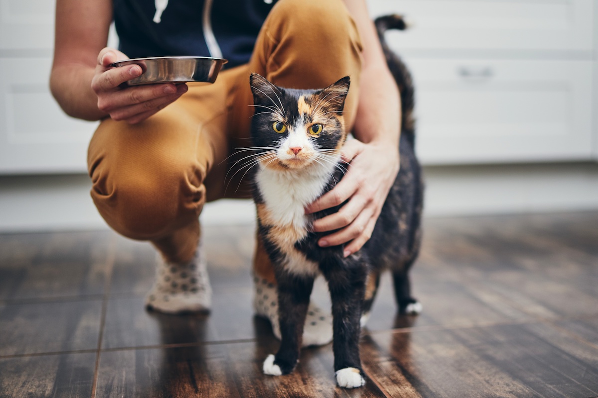 Why Cats Meow - Interpreting Cat Sounds - PetCareRx