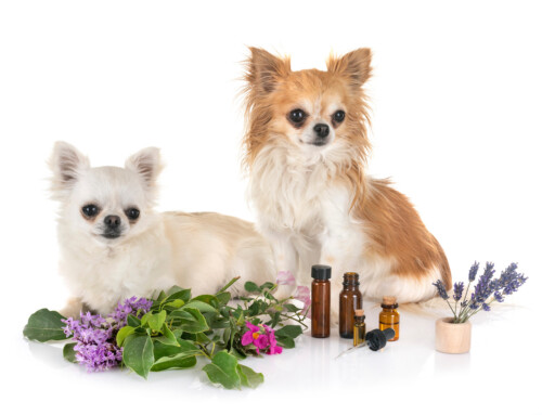 What is Holistic Animal Care for Pets?