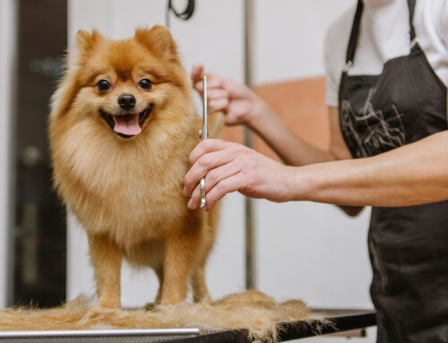 Keep Your Pet Cool this Summer with Grooming Tips and More