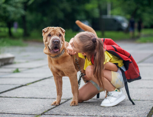 Balancing School Routines with Pet Care: Tips for Families
