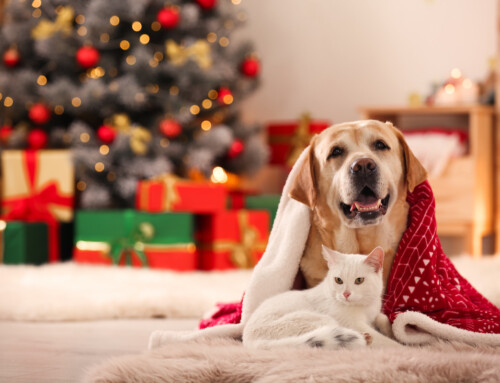 Top Reasons to Spay or Neuter Your Pet During the Holidays